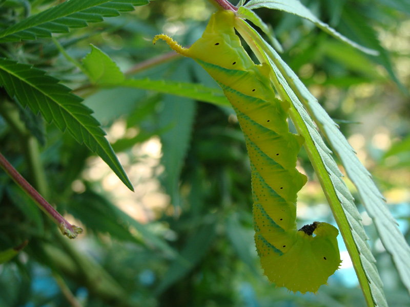Oruga defoliadora caminando en una rama de Cannabis