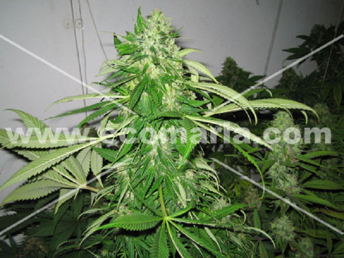Punta de Cannabis en floración avanzada dentro de una sala de cultivo