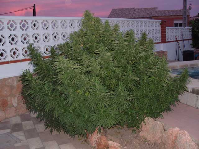 Hermosa planta de Marihuana bien cultivada en exterior