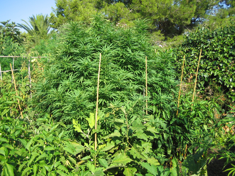 Plantas auxiliares en cultivos de Cannabis