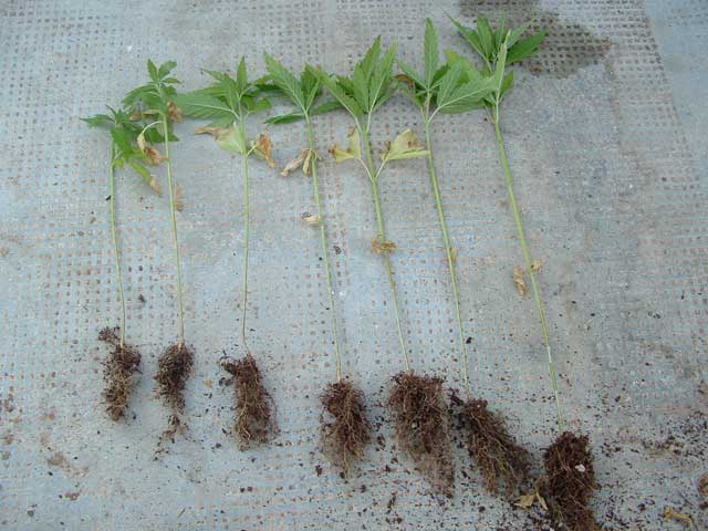 Varias plantas con la raíz desnuda y tumbadas en el suelo
