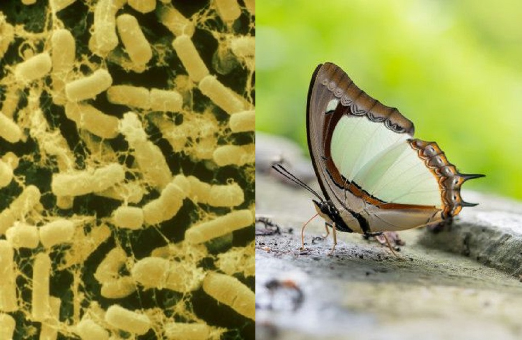 Bacillus thuringiensis, Bio-insecticida contra plagas de mariposas y polillas