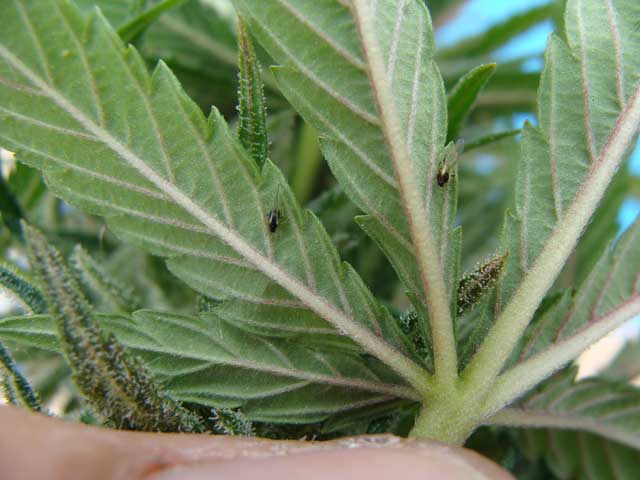 Ejemplares de pulgón sobre hojas de Cannabis