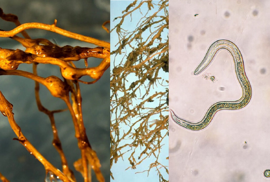 Raices afectadas por nematodos y un nematodo ampliado con microscopio