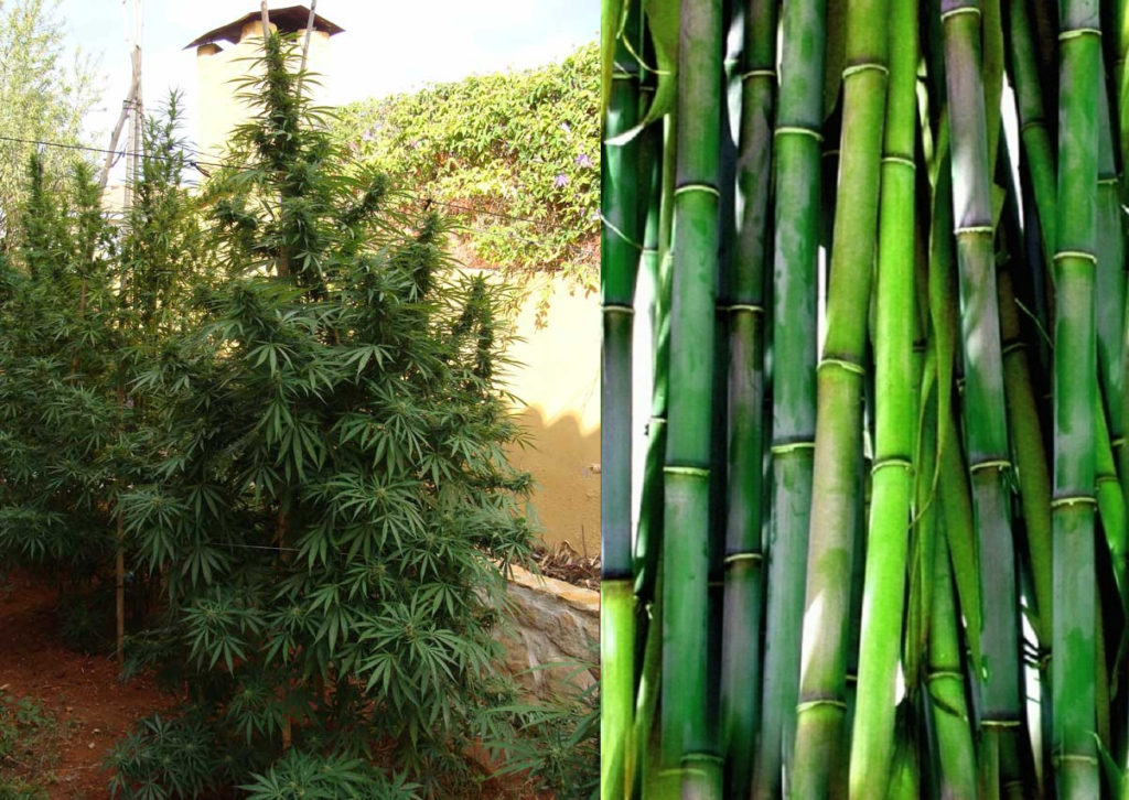 Enorme planta de cannabis en floración y entutorada junto a palos de bambú