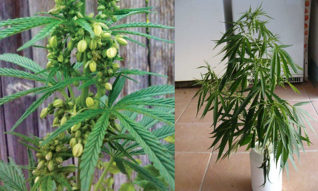 Plantas macho de cannabis y rellenas de polen