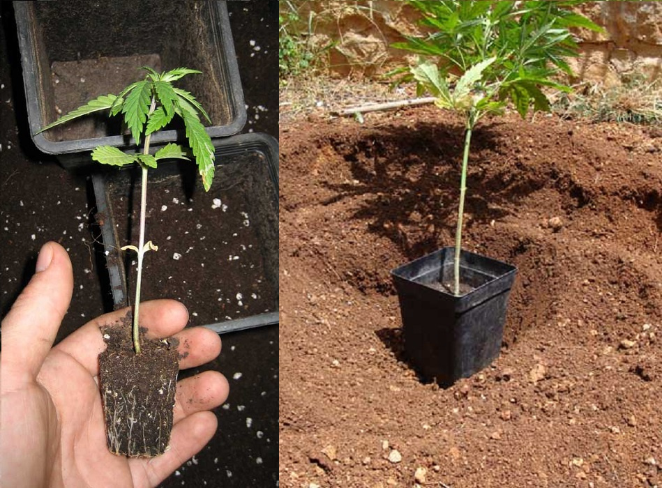 Mano sujetando la raíz de una planta extraída para trasplantar y enterrando una maceta para calcular profundidad