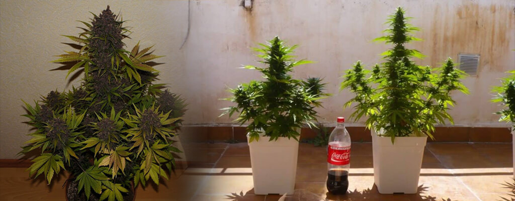 3 plantas de marihuana autofloreciente en macetas y listas para ser cosechadas