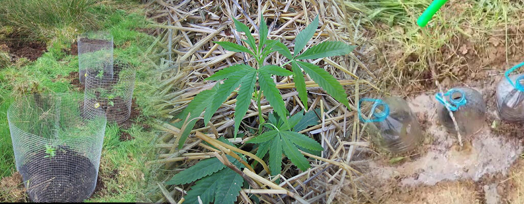 Diferentes técnicas para plantar marihuana en guerrilla