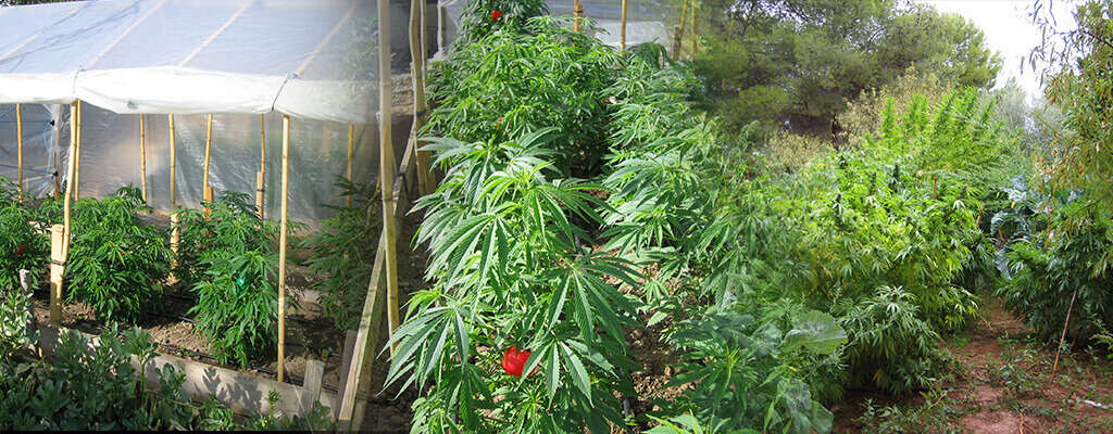 Diferentes cultivos de guerrilla con cannabis