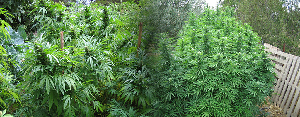 Plantas de marihuana floreciendo entre otros árboles y arbustos