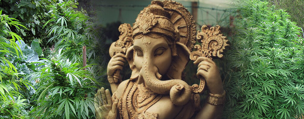 Estatua de un elefante hindú con muchos brazos rodeado de plantas de cáñamo