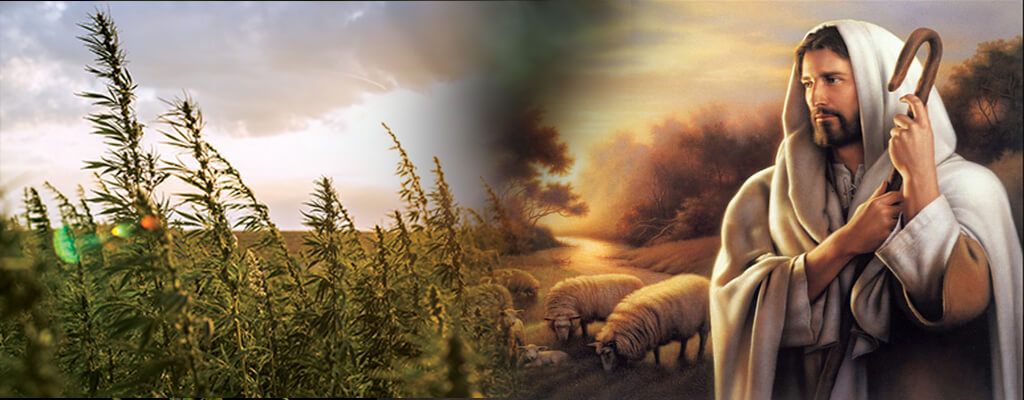 Jesus paseando el rebaño de ovejas por un campo de cáñamo