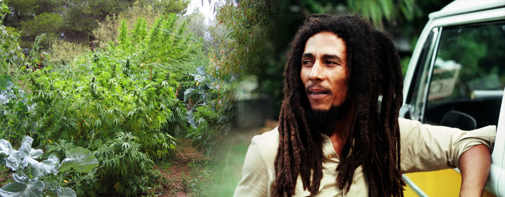 Bob Marley mirando un campo de marijuana