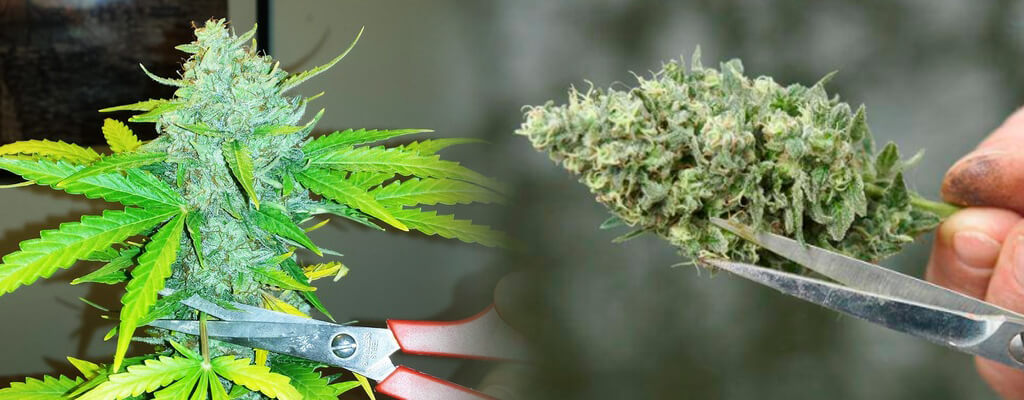 Planta de marihuana siendo podada y cogollo manicurado
