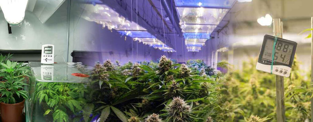 Diferentes métodos de cultivo en interior de cannabis